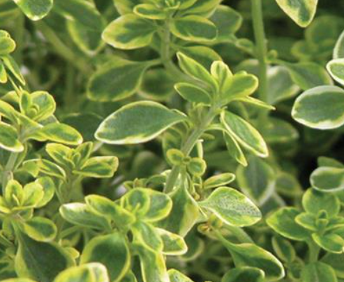 Thymus x citriodorus 'Aureus' – Golden Lemon Thyme