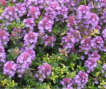 Thymus 'Doone Valley' – Thyme