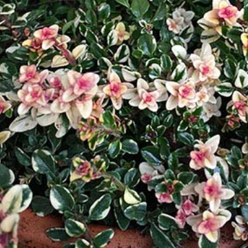 Thymus pulegioides 'Foxley' – Thyme