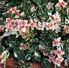 Thymus pulegioides 'Foxley' – Thyme