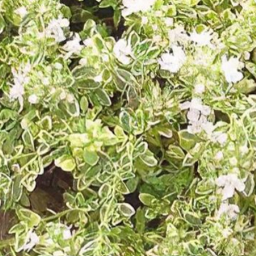 Thymus praecox 'Highland Cream' – Creeping Thyme