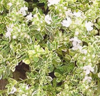 Thymus praecox 'Highland Cream' – Creeping Thyme