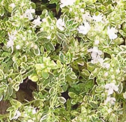 Thymus praecox 'Highland Cream' – Creeping Thyme