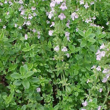 Thymus x citriodorus – Lemon Thyme
