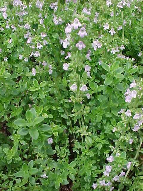 Thymus x citriodorus – Lemon Thyme