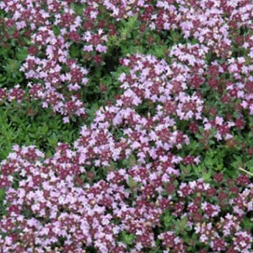 Thymus serpyllum 'Magic Carpet' – Creeping Thyme