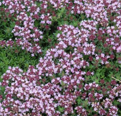 Thymus serpyllum 'Magic Carpet' – Creeping Thyme