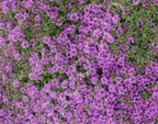 Thymus praecox 'Nutmeg' – Nutmeg Thyme