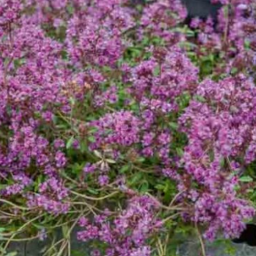 Thymus praecox 'Coccineus' – Red Creeping Thyme