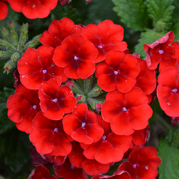 Verbena 'Empress Sun Red' – Verbena