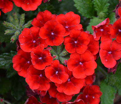 Verbena 'Empress Sun Red' – Verbena