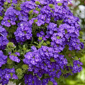 Verbena bonariensis 'Cloud' – Tall Verbena