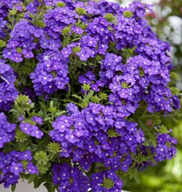 Verbena bonariensis 'Cloud' – Tall Verbena