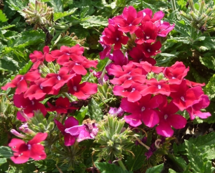 Verbena hybrid 'Estrella Merlot' – Verbena
