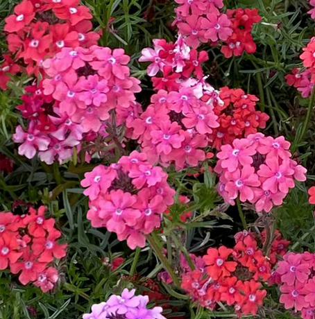 Verbena tenuisecta 'Sweetheart Kisses' – Moss Verbena