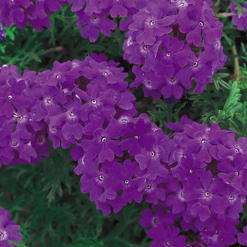 Verbena hybrid 'Tapien Blue Violet' – Verbena