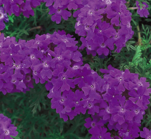 Verbena hybrid 'Tapien Blue Violet' – Verbena