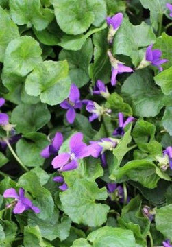 Viola odorata 'Royal Robe' – Sweet Violet
