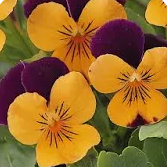 Viola cornuta 'Penny Orange Jump-Up' – Penny Series Viola