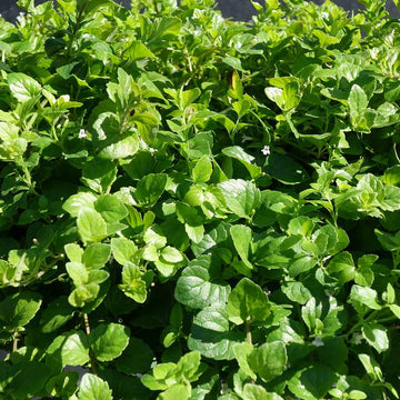 Satureja douglasii – Yerba Buena