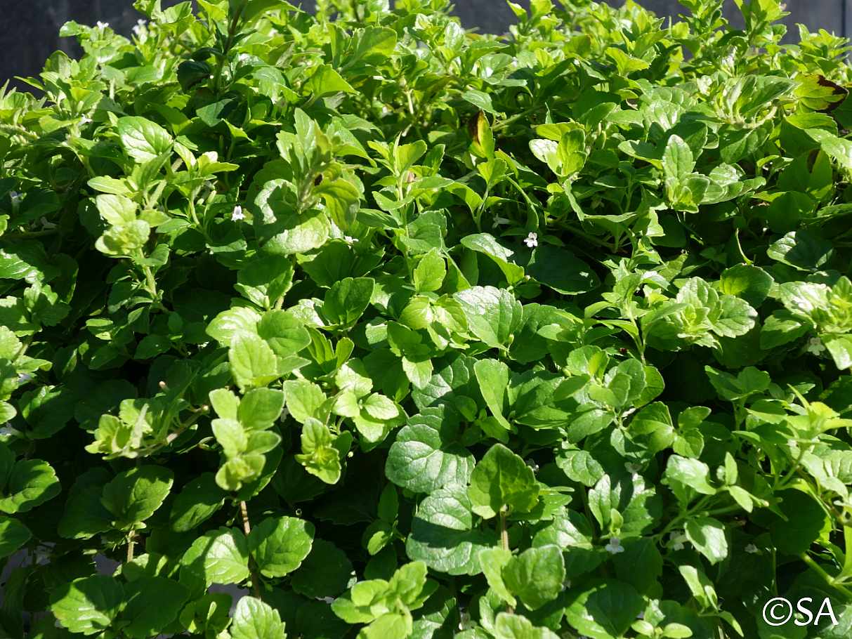 Satureja douglasii – Yerba Buena