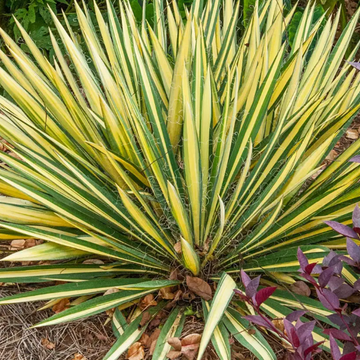 Yucca filamentosa 'Color Guard' – Adam's Needle