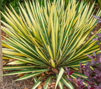 Yucca filamentosa 'Color Guard' – Adam's Needle