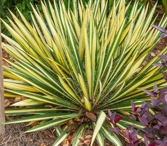 Yucca filamentosa 'Color Guard' – Adam's Needle